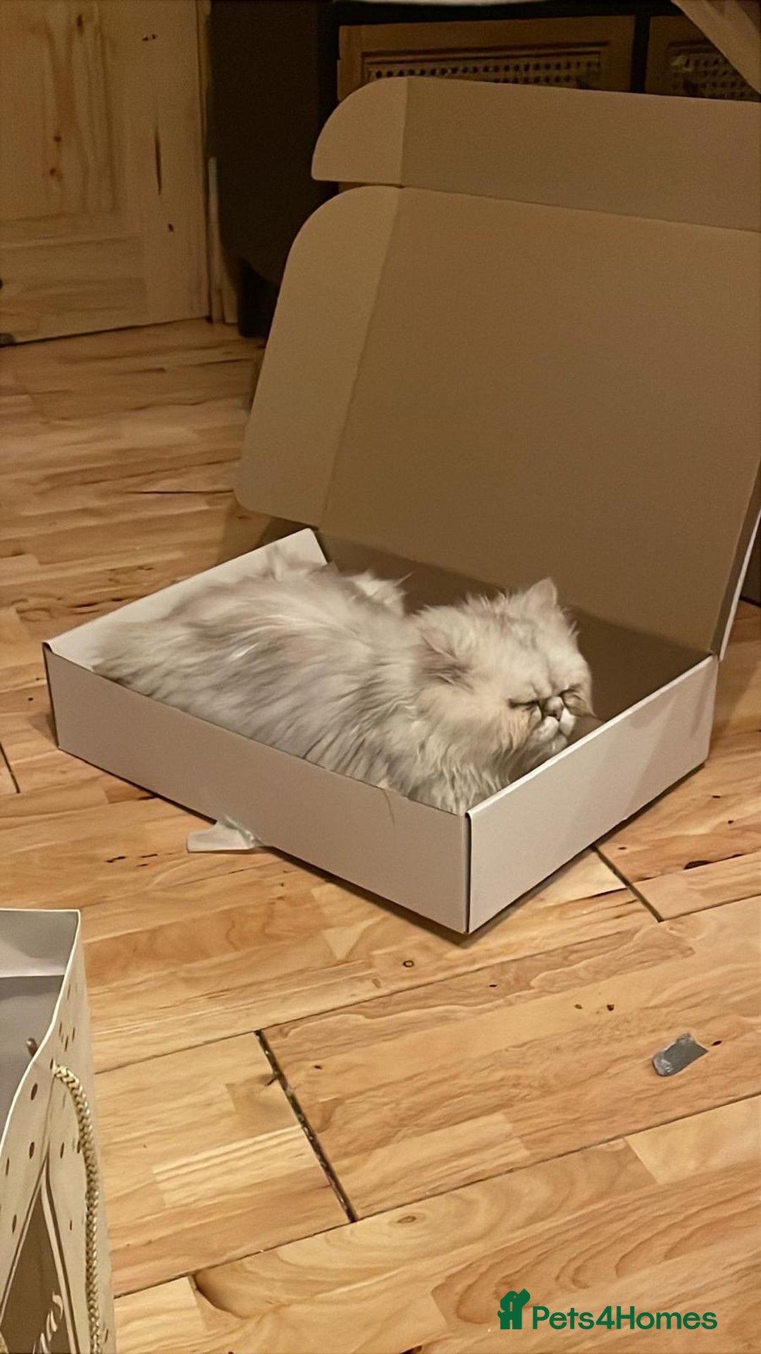 Persian cats for sale: Male mink Persian  - Image 2
