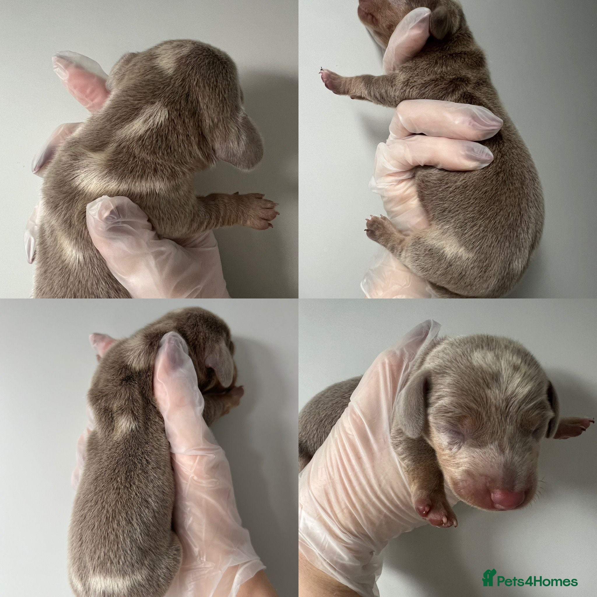 Miniature Dachshund dogs Beautiful KC Registered Minature Dachshunds  - Advert 16