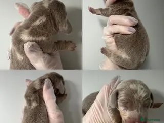 Miniature Dachshund dogs Beautiful KC Registered Minature Dachshunds - Advert 16