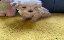 Maltipoo dogs for sale: Tiny Maltipoo Puppies - Image 29