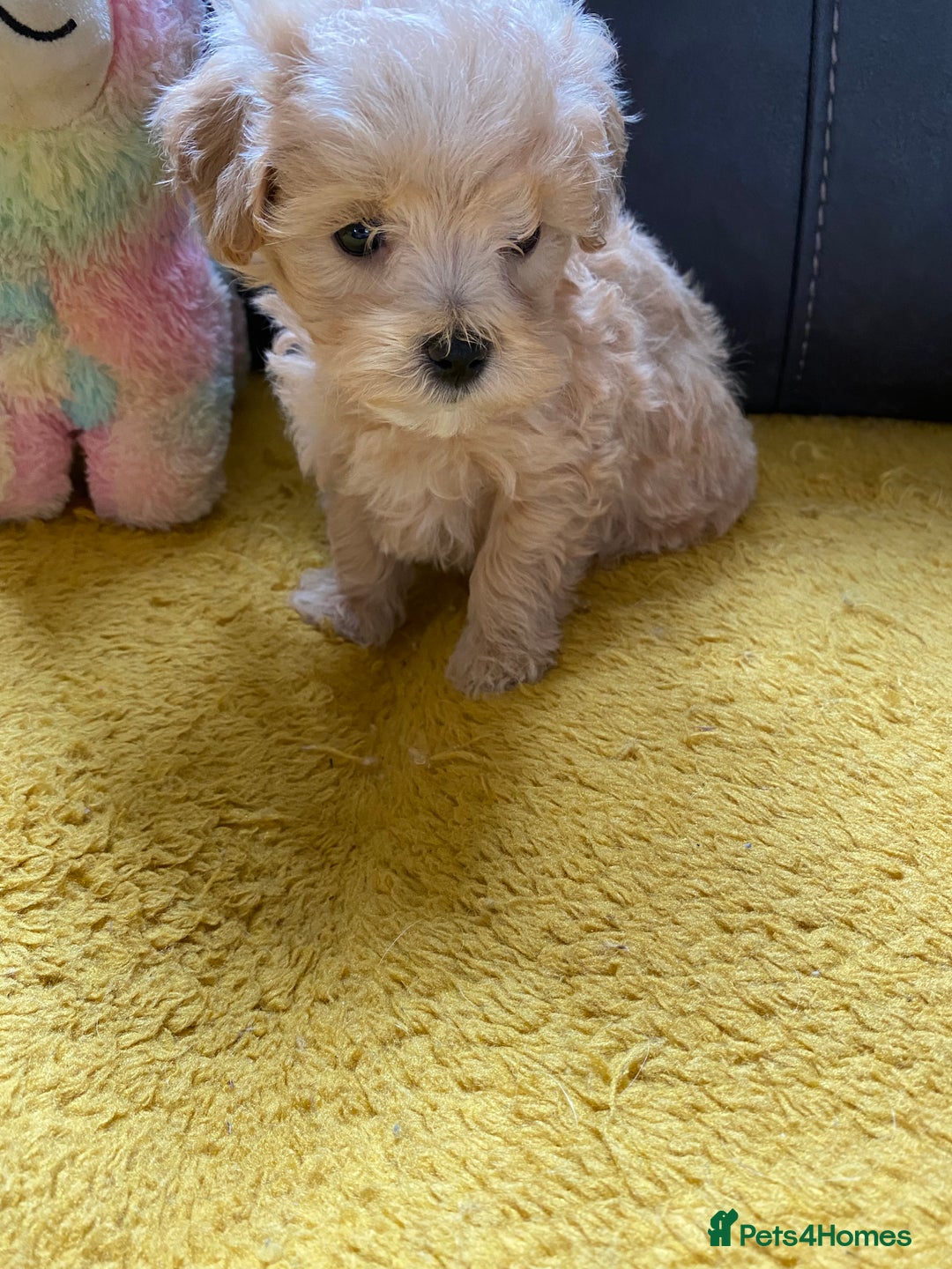 Maltipoo dogs for sale: Tiny Maltipoo Puppies - Image 29