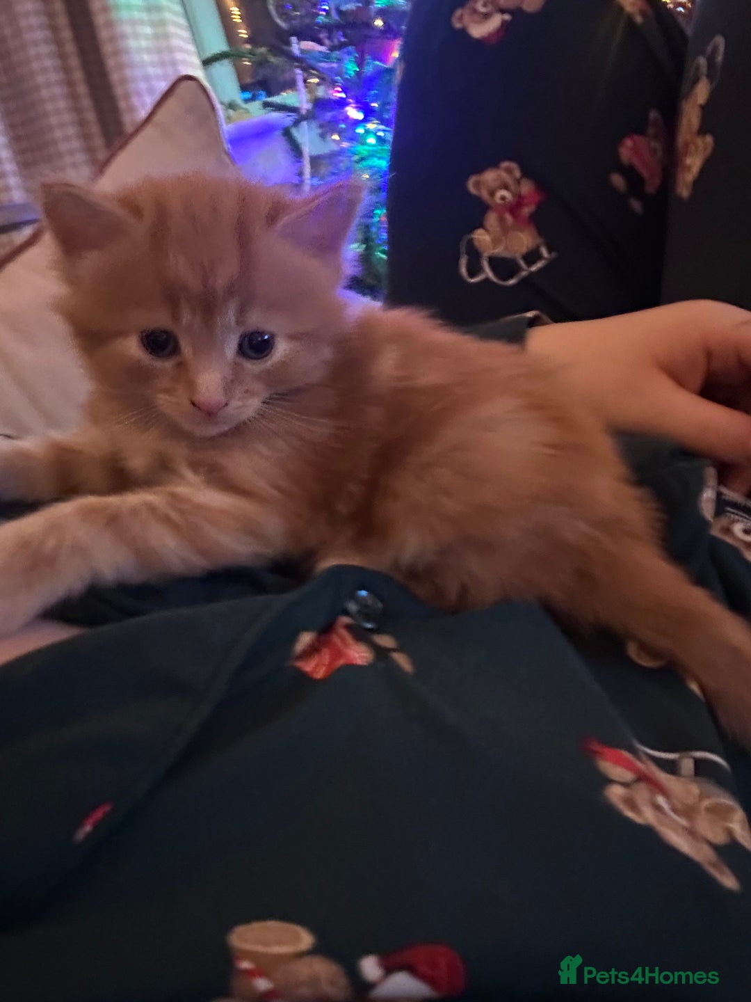 British Longhair cats for sale: Ginger British long hair male kitten - Advert 4