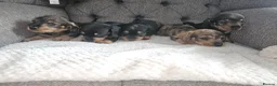 Dachshund dogs for sale: Wirehaired daschund pups - Advert 16