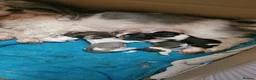 Shih Tzu dogs for sale: Blue and Dobie bloodline Imperial ShihTzu. - Advert 20