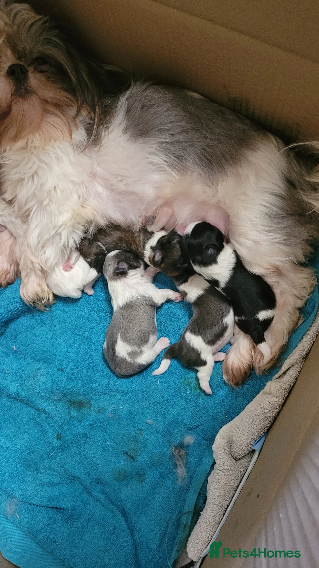Shih Tzu dogs for sale: Blue and Dobie bloodline Imperial ShihTzu. - Advert 20