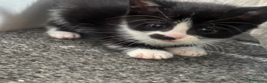 Mixed Breed Kitten 2