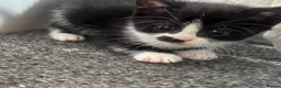 Mixed Breed cats for sale: 5 kittens and mother cat  in Hull - Advert 4