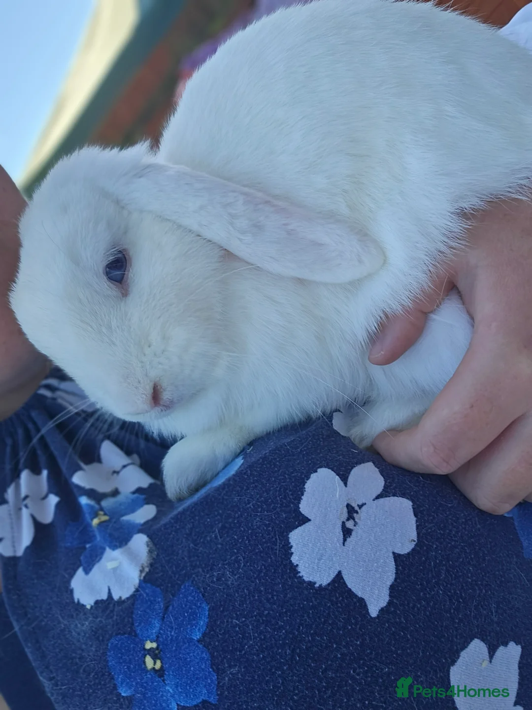 Mini Lop rabbits for sale: Rabbits for sale - Advert 3