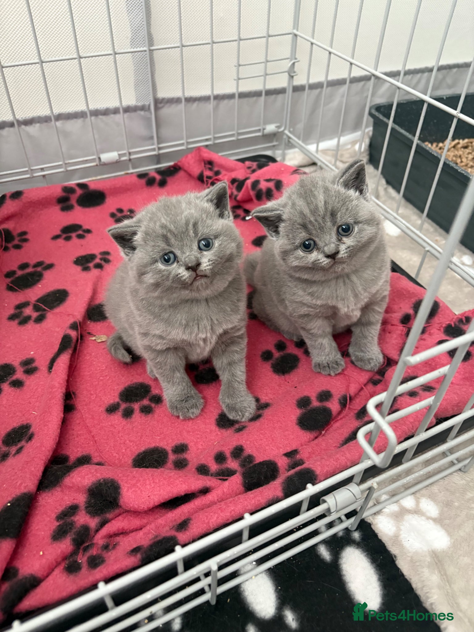 British Shorthair cats Chunky GCCF registered British shorthair kittens  - Advert 12
