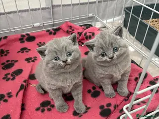 British Shorthair cats Chunky GCCF registered British shorthair kittens - Advert 1