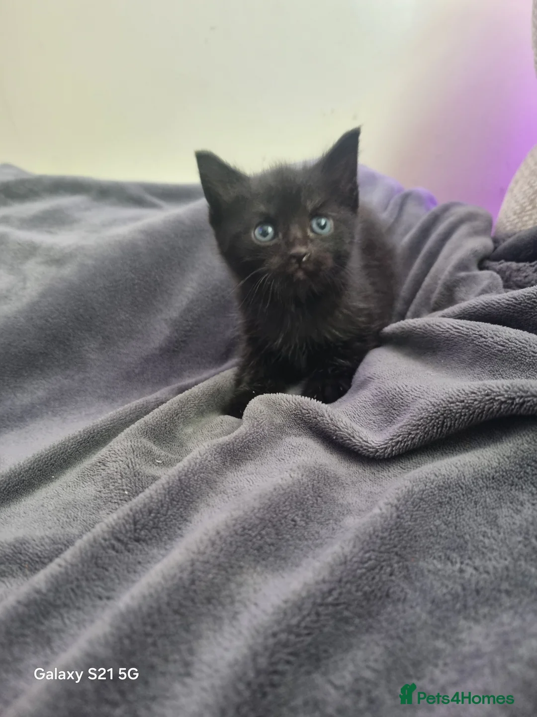 Mixed Breed cats for sale: long-haired kittens looking for a loving home - Advert 30