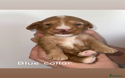 Cockapoo dogs for sale: 🐶 Adorable cockapoos 🐶 - Image 3
