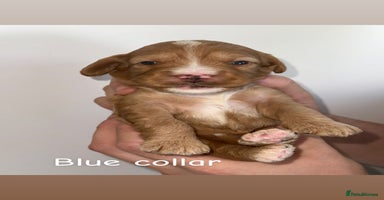 Cockapoo dogs - Advert 1