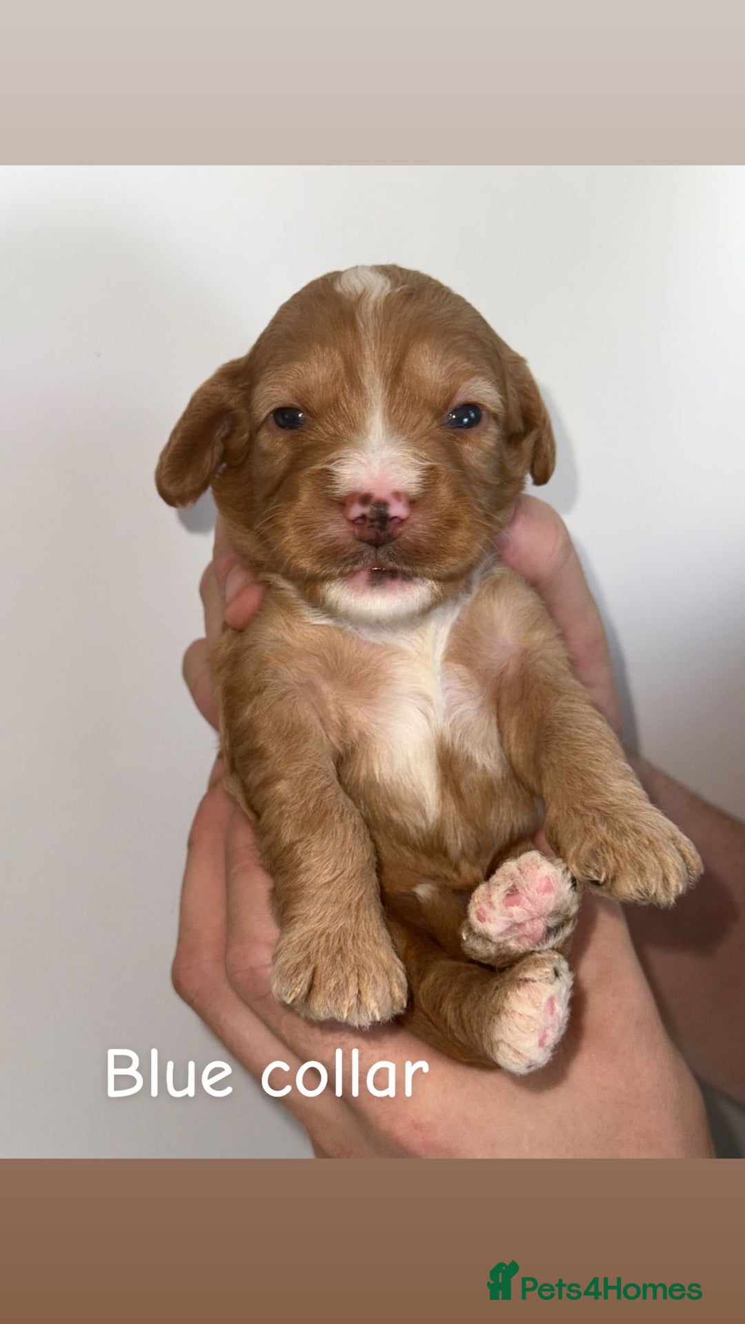 Cockapoo dogs for sale: 🐶 Adorable cockapoos 🐶 - Image 3