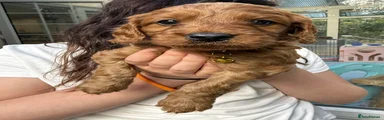 Cavapoo 2