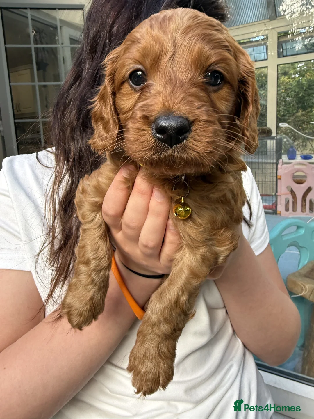 Cavapoo dogs for sale: Adored Cavapoo Puppies Ready to Join Your Family - Advert 2