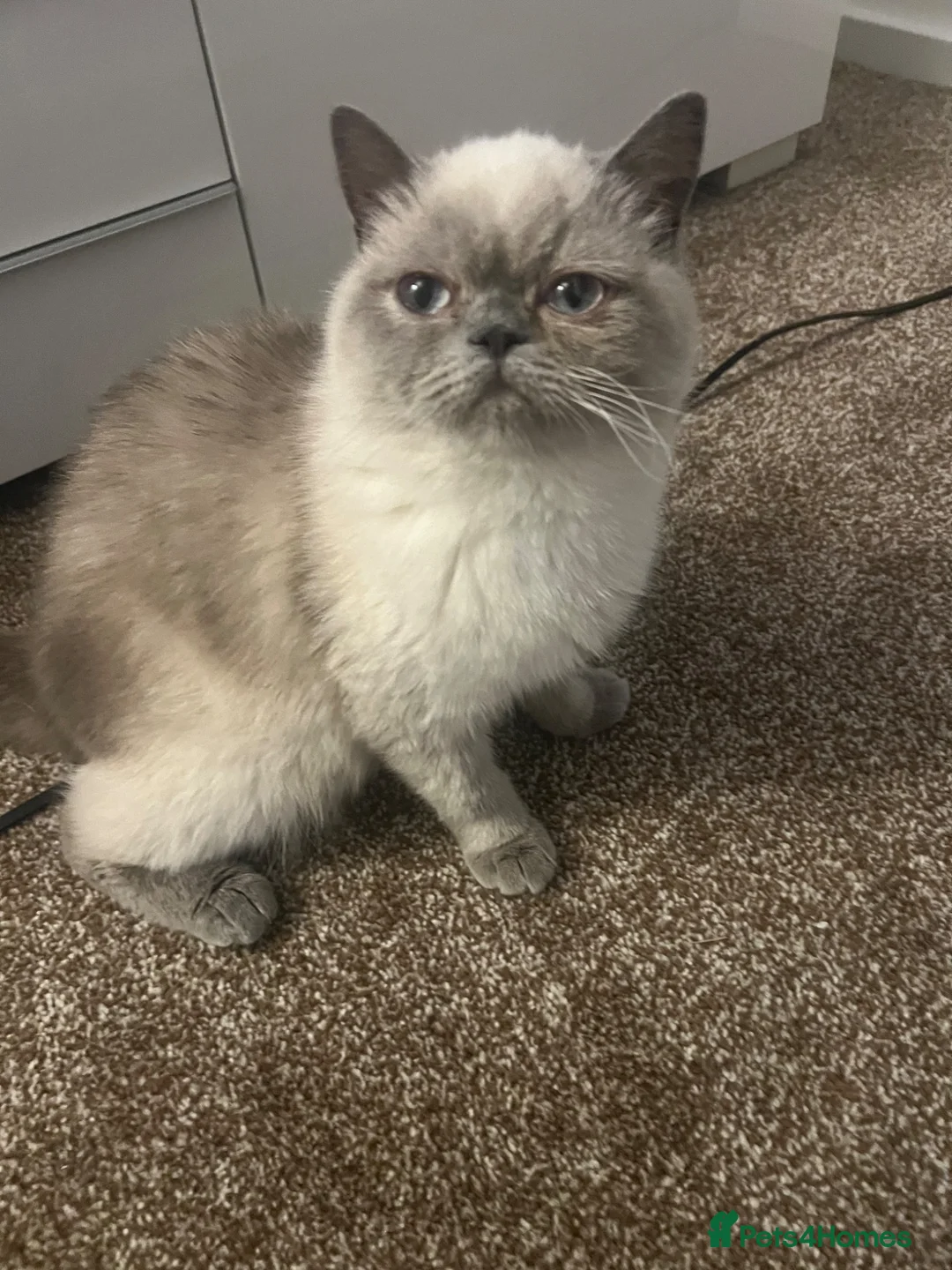 Exotic cats for sale: Exotic colour point Persian  - Advert 2