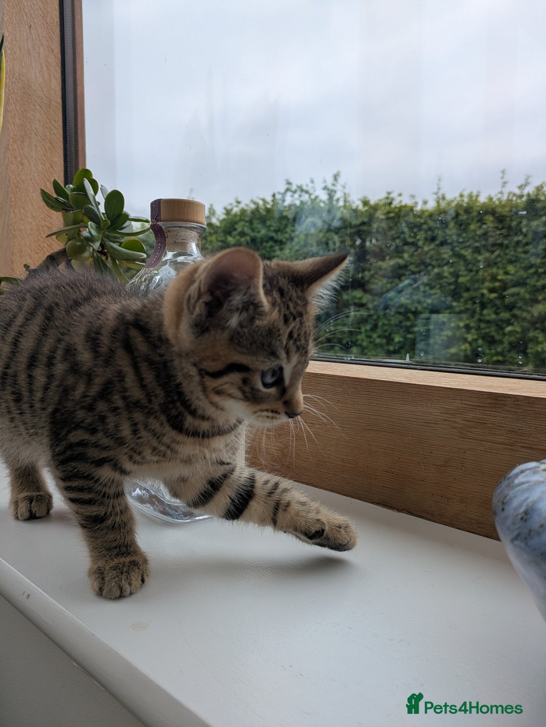 Mixed Breed cats for sale: Two gorgeous boys left - Image 13