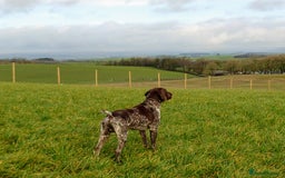 German Shorthaired Pointer dogs for stud: German Shorthaired Pointer at stud. in Skipton - Image 6