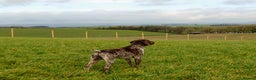 German Shorthaired Pointer dogs for stud: German Shorthaired Pointer at stud. in Skipton - Advert 6