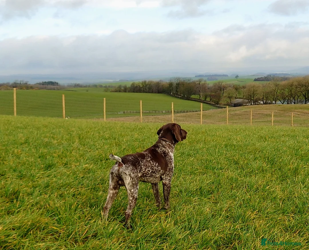 German Shorthaired Pointer dogs for stud: German Shorthaired Pointer at stud. in Skipton - Advert 6