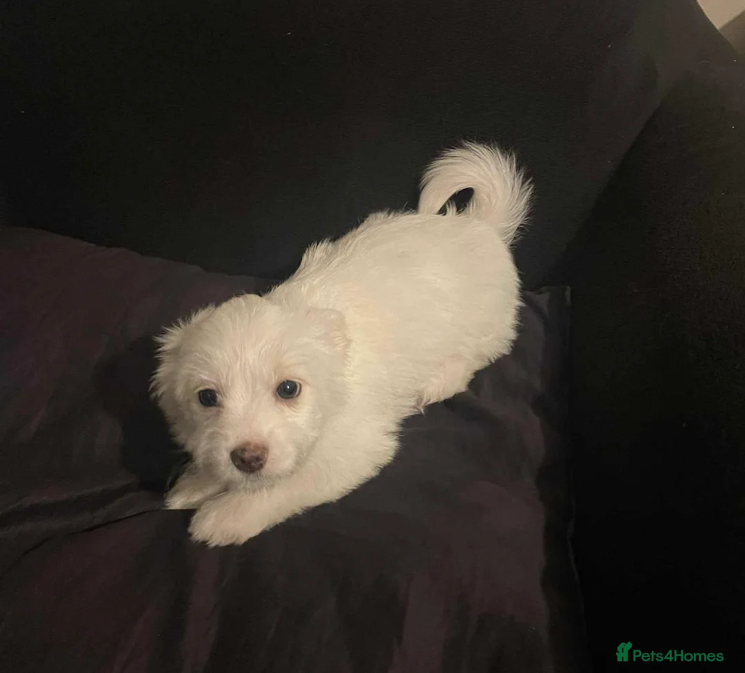 Maltese dogs for sale: Purebred Maltese Puppies Ready Now - Advert 8