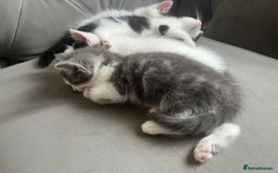 Domestic Shorthair cats for sale: Beautiful litter of kittens for sale - Image 15
