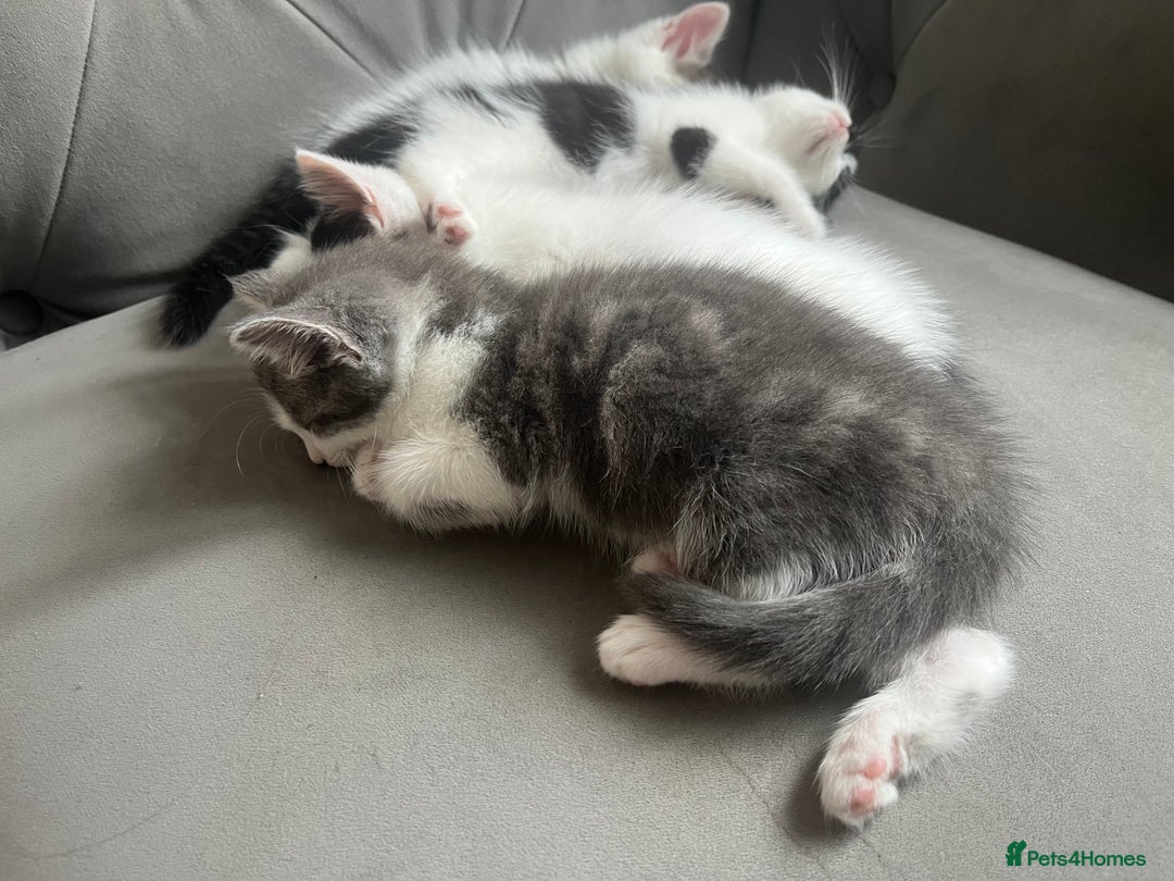 Domestic Shorthair cats for sale: Beautiful litter of kittens for sale - Image 15