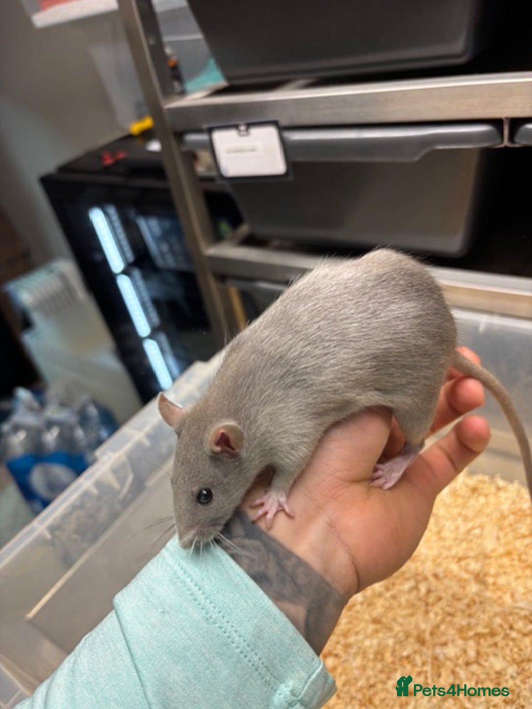 Rat rodents for sale: Male & female rats for sale - Advert 3