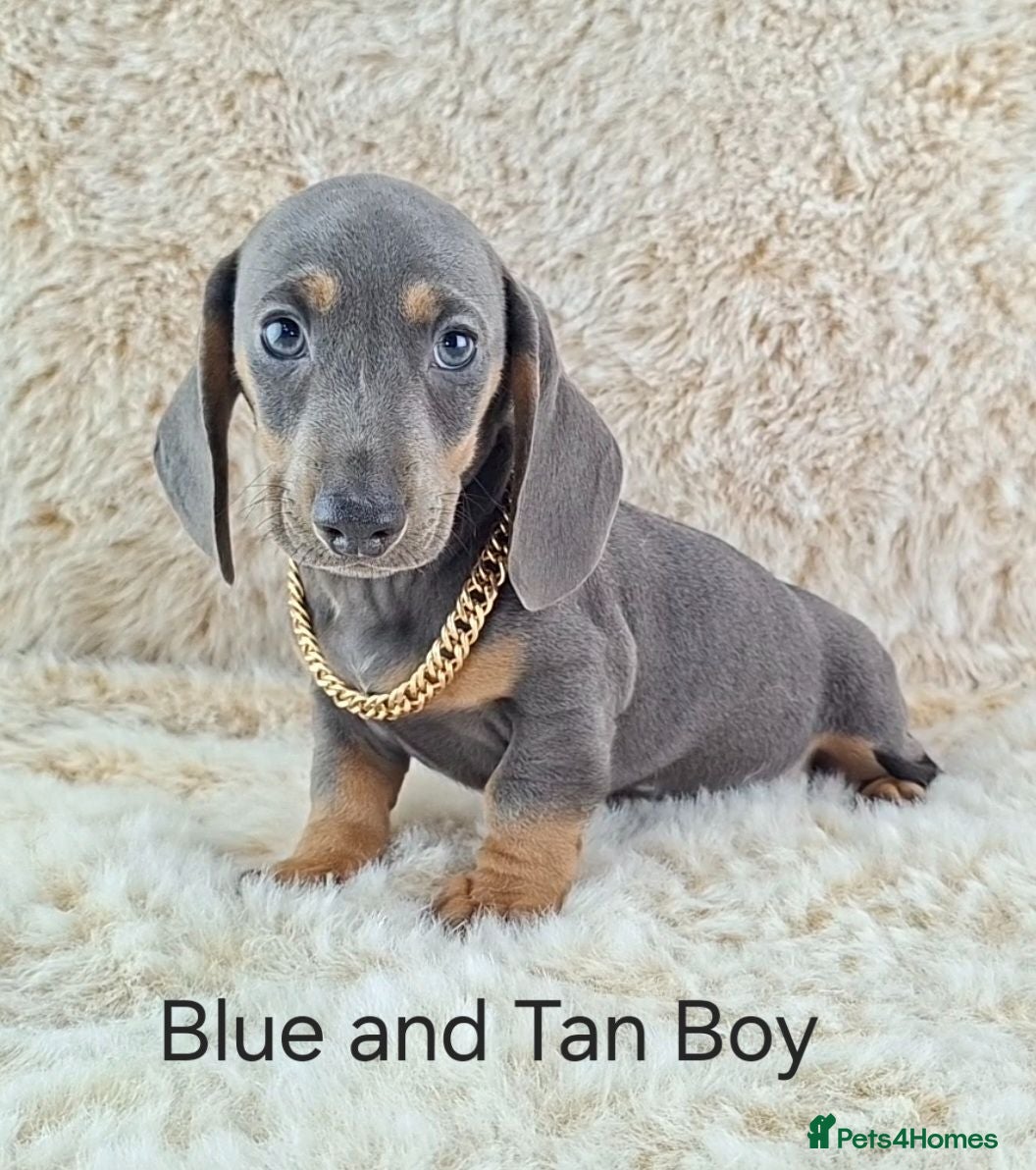 Miniature Dachshund dogs KC Registered Miniature Dachshund Puppies  - Advert 1