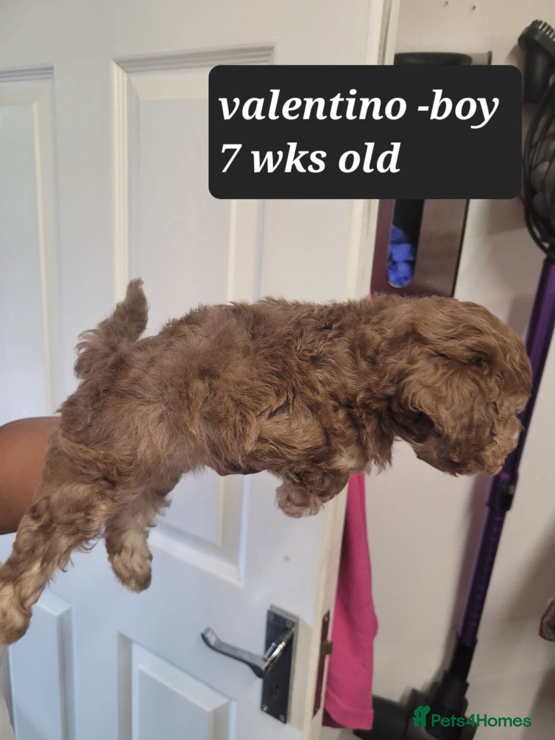 Toy Poodle dogs for sale: Asian toy poodle  - Image 17