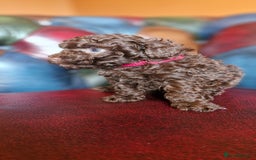 Toy Poodle dogs for sale: Gorgeous chocolate tiny toy poodles  - Image 22