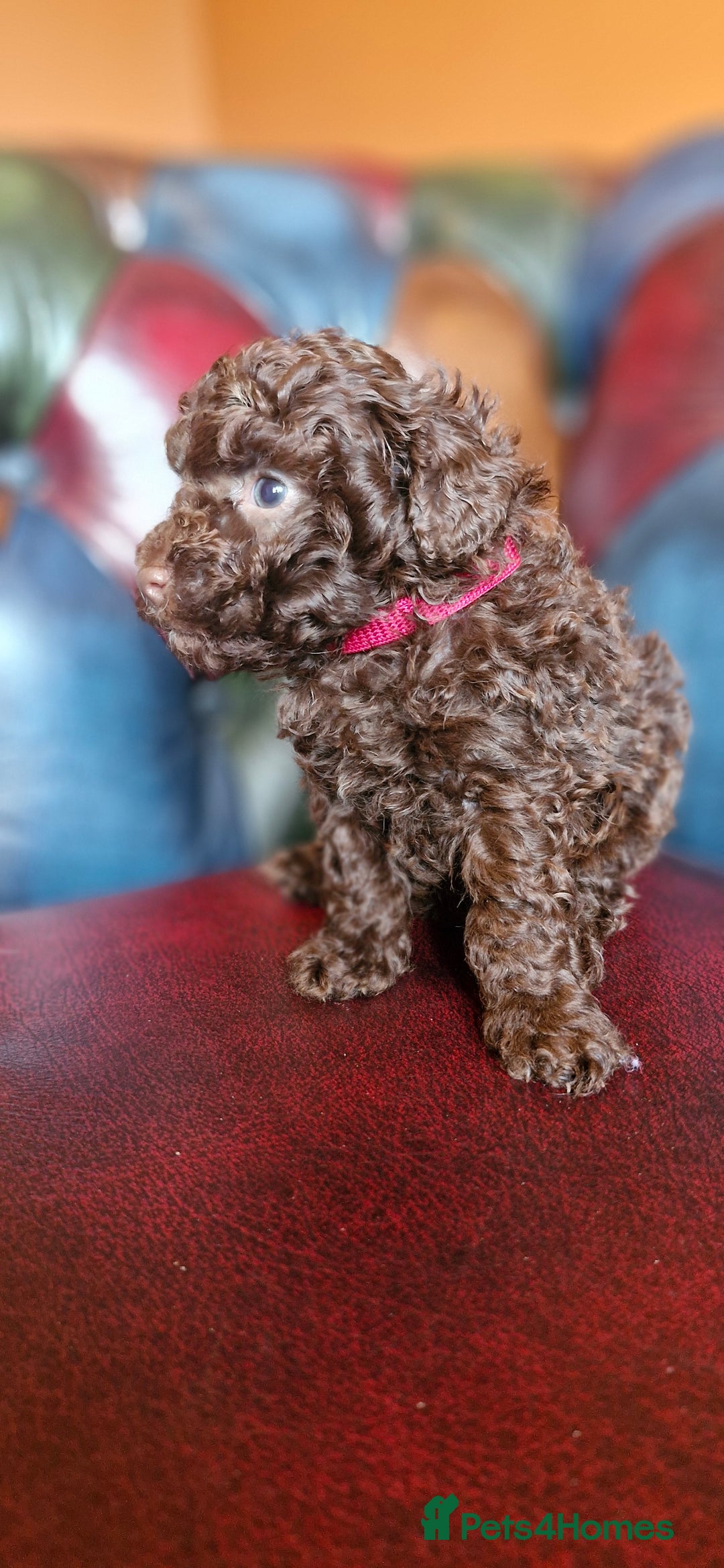 Toy Poodle dogs for sale: Gorgeous chocolate tiny toy poodles  - Image 22