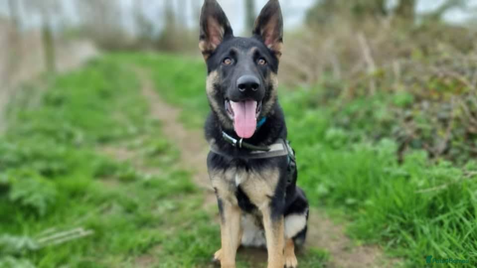 German Shepherd dogs German Shepherd Dog for stud - Advert 1