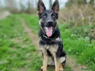 German Shepherd dogs German Shepherd Dog for stud - Advert 1