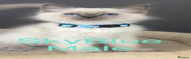 SkyBlue Boy