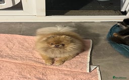 Pomeranian dogs for sale: Teddybear cuddly Retired spayed 1-2 years old  - Image 17