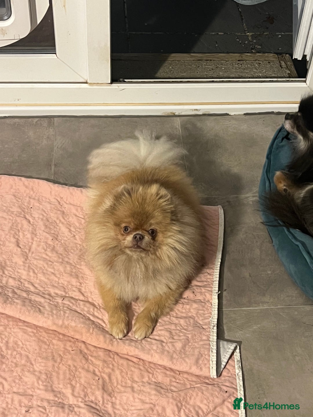 Pomeranian dogs for sale: Teddybear cuddly Retired spayed 1-2 years old  - Image 17
