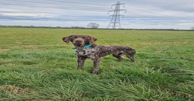 German Shorthaired Pointer dogs - Advert 2