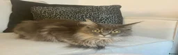 Maine Coon cats for sale: Beautiful TICA Registerered Maine Coon Girl - Advert 4