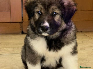 Mixed Breed dogs for sale - Advert 1