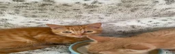 Mixed Breed cats for sale: Fluffy cream ginger girls  mixed with BSH kittens  - Advert 9