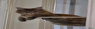 Maine Coon 3