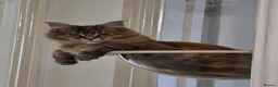 Maine Coon cats for sale: Regome three Tica kittens  - Advert 5
