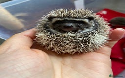 Pygmy Hedgehog rodents for sale: Pygmy Hedgehogs - Babies & Older hogs Available - Image 1