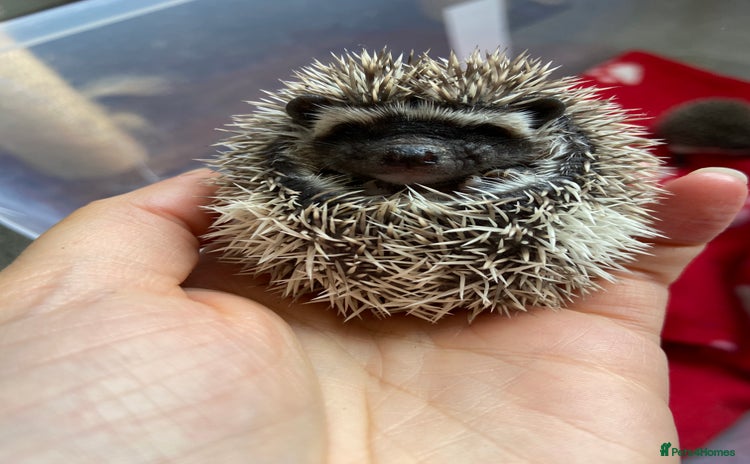 Pygmy Hedgehog rodents - Advert 5