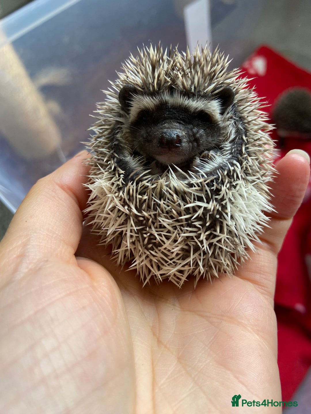 Pygmy Hedgehog rodents for sale: Pygmy Hedgehogs - Babies & Older hogs Available - Image 1