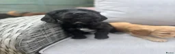 Cocker Spaniel dogs for sale: 2 goldens & 1 black & white cocker spaniel puppies - Advert 21