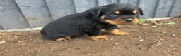 Rottweiler dogs for sale: 🏆🐾 5STAR BREEDERS🐾🏆KC REG girl and boys 💖💙 - Advert 21