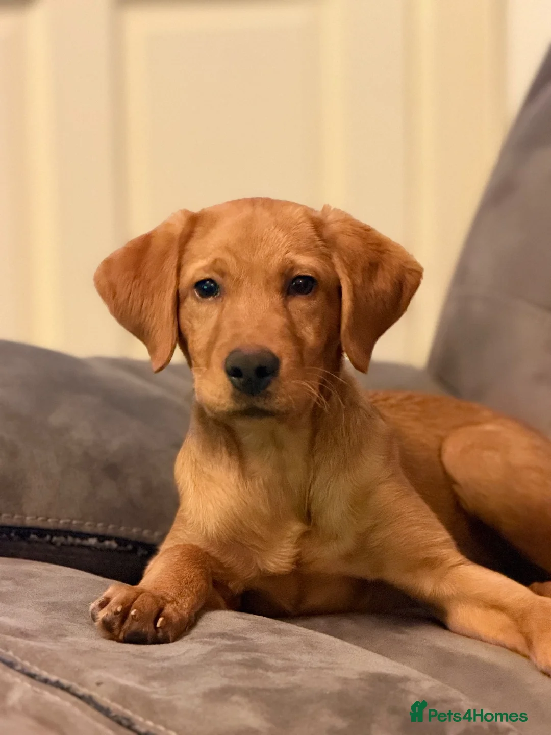 Labrador Retriever dogs for sale: Kennaspire echo wave  - Advert 2